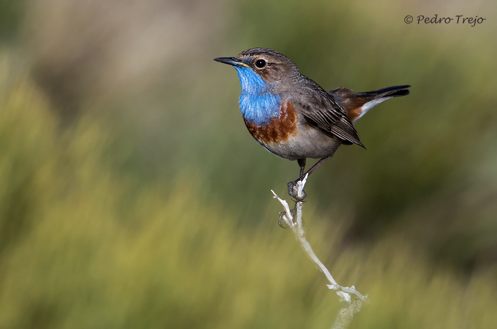 Pechiazul (Luscinia svecica)